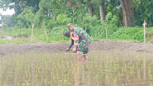Jaga Kualitas Padi, Koptu Eka Hendarwanto Bantu Petani Bersihkan Hama Keong Dan Gulma Sawah Jaga Kualitas Padi, Koptu Eka Hendarwanto Bantu Petani Bersihkan Hama Keong Dan Gulma Sawah