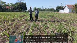 Polsek Sumberasih Dampingi Petani Jagung, Perkuat Ketahanan Pangan di Probolinggo Polsek Sumberasih Dampingi Petani Jagung, Perkuat Ketahanan Pangan di Probolinggo
