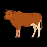 Polemik LPJ Dana Desa Ternak Lembu di Meurandeh Dayah Belum Tuntas, Pj Geuchik Diminta Bertindak