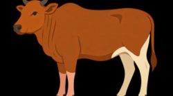 Polemik LPJ Dana Desa Ternak Lembu di Meurandeh Dayah Belum Tuntas, Pj Geuchik Diminta Bertindak