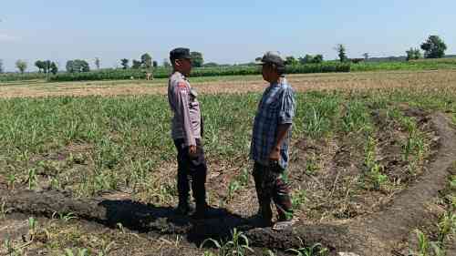 Polsek Sumberasih Dampingi Petani Rawat Lahan Jagung 9 Hektare, Perkuat Ketahanan Pangan Nasional