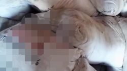 Dugaan Penyalahgunaan Pupuk dan BBM Bersubsidi pada Perkebunan Sawit di Birem Bayeun Jadi Sorotan Publik
