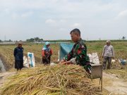 Koramil Tegalsiwalan Lakukan Pendampingan Dalam Proses Panen Padi Di Wilayah Binaan