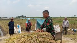 Koramil Tegalsiwalan Lakukan Pendampingan Dalam Proses Panen Padi Di Wilayah Binaan
