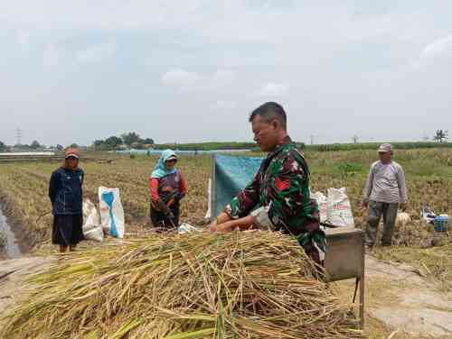 Koramil Tegalsiwalan Lakukan Pendampingan Dalam Proses Panen Padi Di Wilayah Binaan Koramil Tegalsiwalan Lakukan Pendampingan Dalam Proses Panen Padi Di Wilayah Binaan