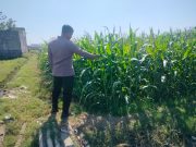 Polsubsektor Kanigaran Dampingi Petani Jagung, Perkuat Ketahanan Pangan dan Jaga Kamtibmas