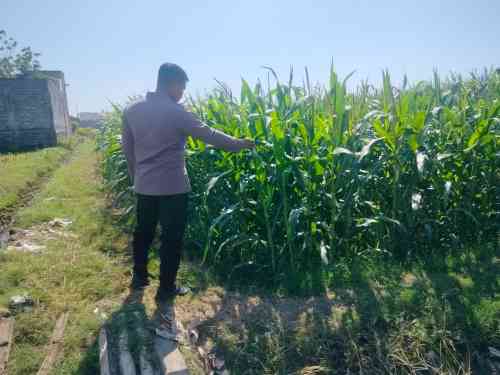 Polsubsektor Kanigaran Dampingi Petani Jagung, Perkuat Ketahanan Pangan dan Jaga Kamtibmas Polsubsektor Kanigaran Dampingi Petani Jagung, Perkuat Ketahanan Pangan dan Jaga Kamtibmas