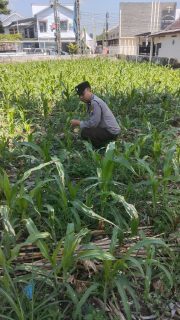 Polsek Jatiroto Intensif Pantau Lahan Jagung, Perkuat Program Ketahanan Pangan Nasional