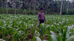 Wujudkan Swasembada Pangan, Polsek Klakah Kawal Program Asta Cita Presiden Wujudkan Swasembada Pangan, Polsek Klakah Kawal Program Asta Cita Presiden
