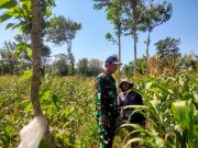 Babinsa Wonomerto Kawal Perawatan Tanaman Jagung Demi Tingkatkan Hasil Panen