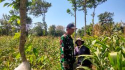 Babinsa Wonomerto Kawal Perawatan Tanaman Jagung Demi Tingkatkan Hasil Panen Babinsa Wonomerto Kawal Perawatan Tanaman Jagung Demi Tingkatkan Hasil Panen
