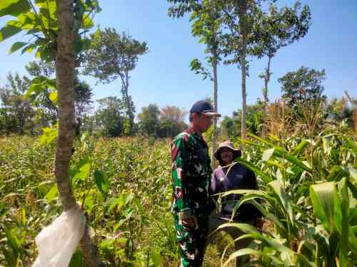 Babinsa Wonomerto Kawal Perawatan Tanaman Jagung Demi Tingkatkan Hasil Panen Babinsa Wonomerto Kawal Perawatan Tanaman Jagung Demi Tingkatkan Hasil Panen