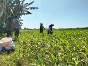 Polsek Sumberasih Pastikan Pertumbuhan Jagung Binaan Berjalan Optimal Tanpa Kendala