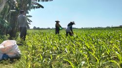 Polsek Sumberasih Pastikan Pertumbuhan Jagung Binaan Berjalan Optimal Tanpa Kendala Polsek Sumberasih Pastikan Pertumbuhan Jagung Binaan Berjalan Optimal Tanpa Kendala