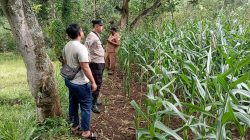 Polsek Tongas Kawal Lahan Jagung Binaan, Perkuat Ketahanan Pangan Nasional