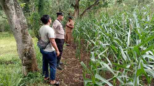Polsek Tongas Kawal Lahan Jagung Binaan, Perkuat Ketahanan Pangan Nasional Polsek Tongas Kawal Lahan Jagung Binaan, Perkuat Ketahanan Pangan Nasional