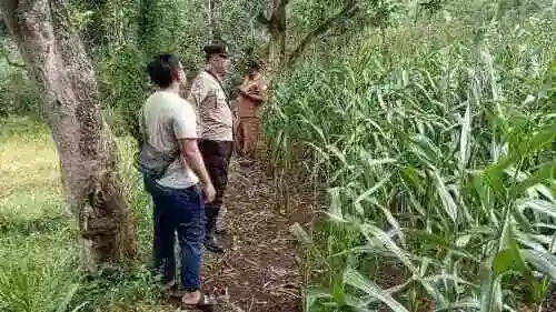 Polsek Tongas Kawal Lahan Jagung Binaan, Perkuat Ketahanan Pangan Nasional
