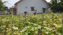 Polri Hadir di Tengah Petani, Polsek Sukodono Galakkan Pekarangan Pangan Bergizi Polri Hadir di Tengah Petani, Polsek Sukodono Galakkan Pekarangan Pangan Bergizi