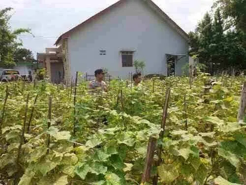 Polri Hadir di Tengah Petani, Polsek Sukodono Galakkan Pekarangan Pangan Bergizi