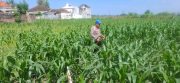 Kapolsek Yosowilangun Turun Sawah, Perkuat Swasembada Pangan Lewat Penanaman Jagung