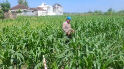 Kapolsek Yosowilangun Turun Sawah, Perkuat Swasembada Pangan Lewat Penanaman Jagung