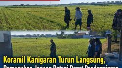 Koramil Kanigaran Turun Langsung, Pemupukan Jagung Petani Dapat Pendampingan Koramil Kanigaran Turun Langsung, Pemupukan Jagung Petani Dapat Pendampingan