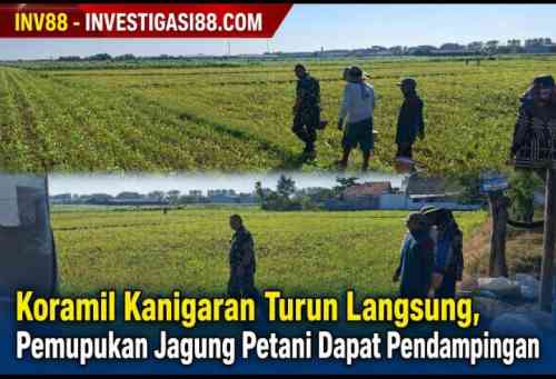 Koramil Kanigaran Turun Langsung, Pemupukan Jagung Petani Dapat Pendampingan