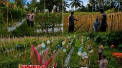 Wujud Nyata Sinergi, Bhabinkamtibmas Polsek Randuagung Dampingi Petani Wujudkan Ketahanan Pangan Nasional Wujud Nyata Sinergi, Bhabinkamtibmas Polsek Randuagung Dampingi Petani Wujudkan Ketahanan Pangan Nasional