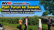 Polri Turun ke Sawah, Polsek Sumberasih Kawal Budidaya Jagung Seluas 15,5 Hektare