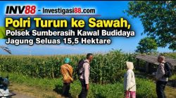 Polri Turun ke Sawah, Polsek Sumberasih Kawal Budidaya Jagung Seluas 15,5 Hektare Polri Turun ke Sawah, Polsek Sumberasih Kawal Budidaya Jagung Seluas 15,5 Hektare