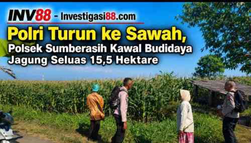 Polri Turun ke Sawah, Polsek Sumberasih Kawal Budidaya Jagung Seluas 15,5 Hektare Polri Turun ke Sawah, Polsek Sumberasih Kawal Budidaya Jagung Seluas 15,5 Hektare