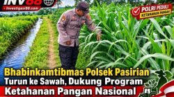 Bhabinkamtibmas Polsek Pasirian Turun ke Sawah, Dukung Program Ketahanan Pangan Nasional