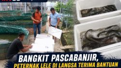 Bangkit Pascabanjir, Peternak Lele di Langsa Terima Bantuan 30 Induk Lele Berkualitas dari PT CPP