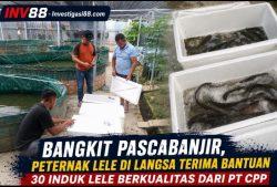 Bangkit Pascabanjir, Peternak Lele di Langsa Terima Bantuan 30 Induk Lele Berkualitas dari PT CPP