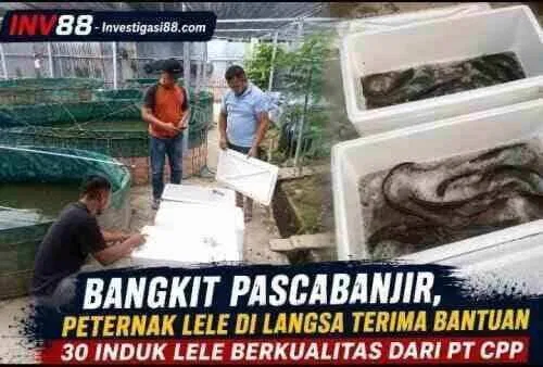 Bangkit Pascabanjir, Peternak Lele di Langsa Terima Bantuan 30 Induk Lele Berkualitas dari PT CPP