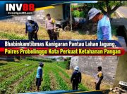 Bhabinkamtibmas Kanigaran Pantau Lahan Jagung, Polres Probolinggo Kota Perkuat Ketahanan Pangan