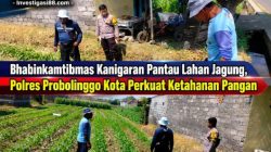 Bhabinkamtibmas Kanigaran Pantau Lahan Jagung, Polres Probolinggo Kota Perkuat Ketahanan Pangan Bhabinkamtibmas Kanigaran Pantau Lahan Jagung, Polres Probolinggo Kota Perkuat Ketahanan Pangan