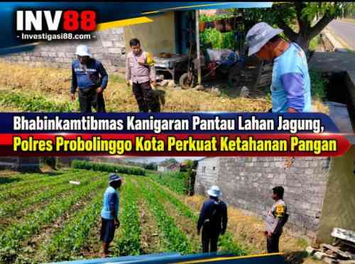 Bhabinkamtibmas Kanigaran Pantau Lahan Jagung, Polres Probolinggo Kota Perkuat Ketahanan Pangan Bhabinkamtibmas Kanigaran Pantau Lahan Jagung, Polres Probolinggo Kota Perkuat Ketahanan Pangan