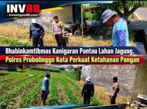 Bhabinkamtibmas Kanigaran Pantau Lahan Jagung, Polres Probolinggo Kota Perkuat Ketahanan Pangan