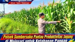 Polsek Sumbersuko Pantau Produktivitas Jagung di Mojosari untuk Ketahanan Pangan Polsek Sumbersuko Pantau Produktivitas Jagung di Mojosari untuk Ketahanan Pangan