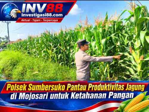 Polsek Sumbersuko Pantau Produktivitas Jagung di Mojosari untuk Ketahanan Pangan Polsek Sumbersuko Pantau Produktivitas Jagung di Mojosari untuk Ketahanan Pangan