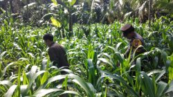 Polri Hadir di Lahan Pertanian, Polsek Ranuyoso Kawal Program Ketahanan Pangan Nasional