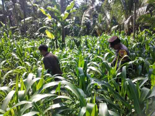 Polri Hadir di Lahan Pertanian, Polsek Ranuyoso Kawal Program Ketahanan Pangan Nasional Polri Hadir di Lahan Pertanian, Polsek Ranuyoso Kawal Program Ketahanan Pangan Nasional