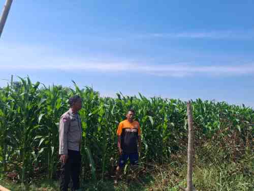 Sambangi Petani Jagung, Bhabinkamtibmas Sumber Wetan Perkuat Sinergi Ketahanan Pangan