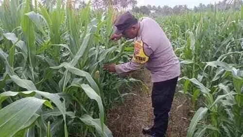 Bhabinkamtibmas Polsek Padang Dampingi Petani Jagung, Perkuat Asta Cita Menuju Swasembada Pangan
