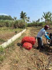 Polisi Dampingi Panen Jagung di Senduro, Perkuat Sinergi Petani Dukung Ketahanan Pangan Nasional