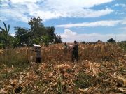 Panen Jagung di Mayangan Didampingi Koramil Kanigaran, Produktivitas Petani Terus Didorong