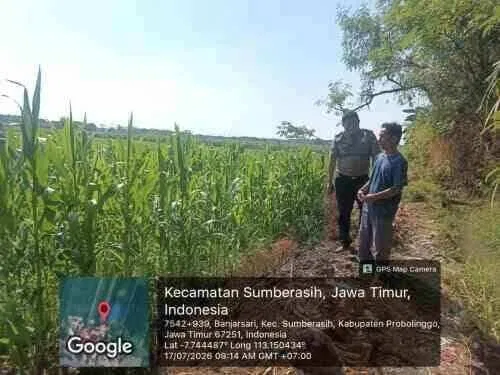 Pendampingan Polisi Berlanjut, Petani Jagung di Sumberasih Optimistis Hadapi Panen