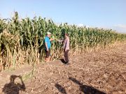 Polri Turun ke Sawah, Polsek Sumberasih Dampingi Petani Jagung hingga Masa Panen