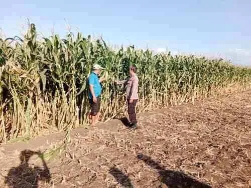 Polri Turun ke Sawah, Polsek Sumberasih Dampingi Petani Jagung hingga Masa Panen